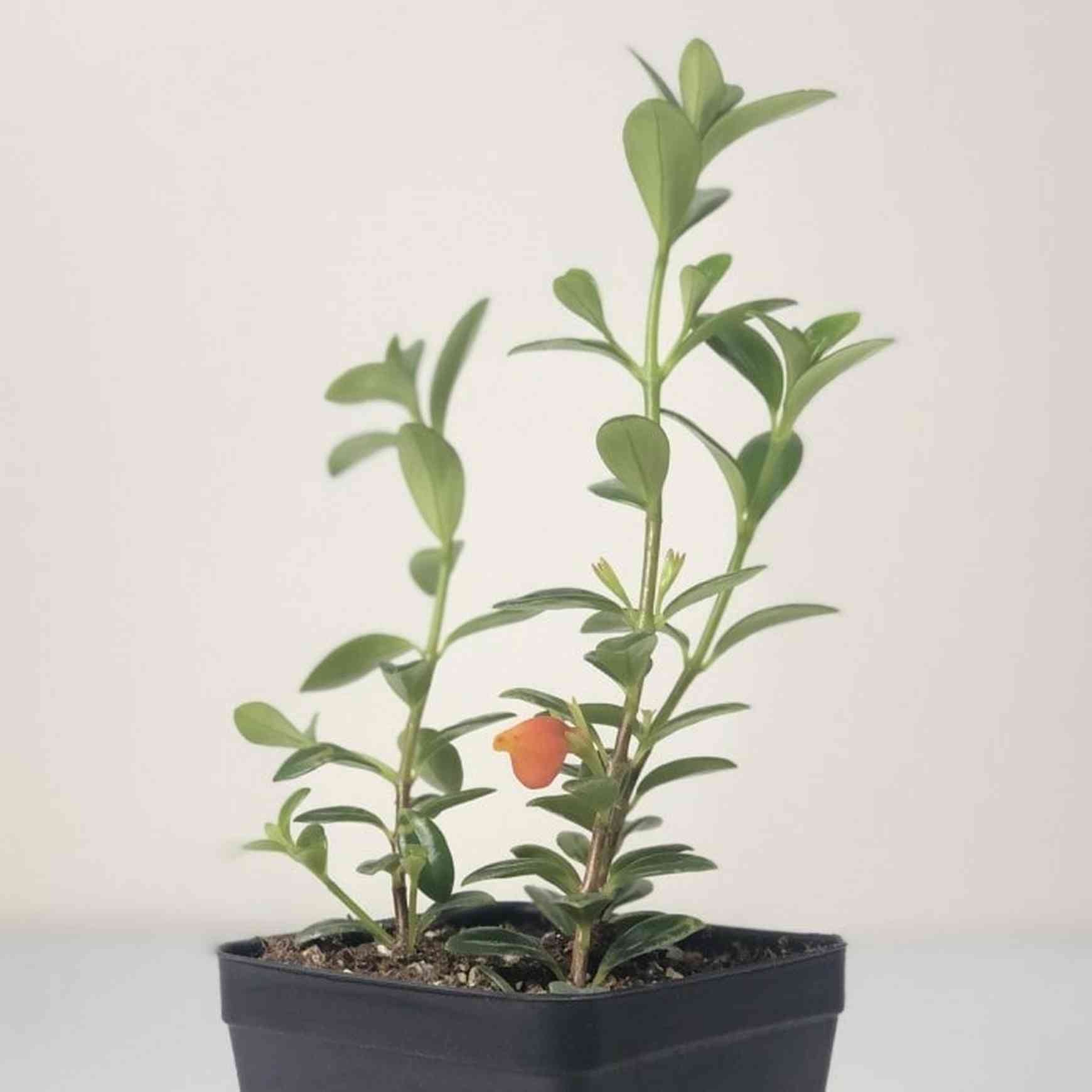 Almanac Planting Goldfish Plant (light) Nematanthus gregarious with Orange Flower that Looks Like a Goldfish side image