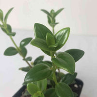 Almanac Planting Goldfish Plant (light) Nematanthus gregarious leaf image