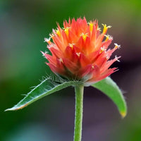 Almanac Planting 'Mandarin Orange' Gomphrena (Gomphrena haageana '﻿﻿Mandarin Orange')