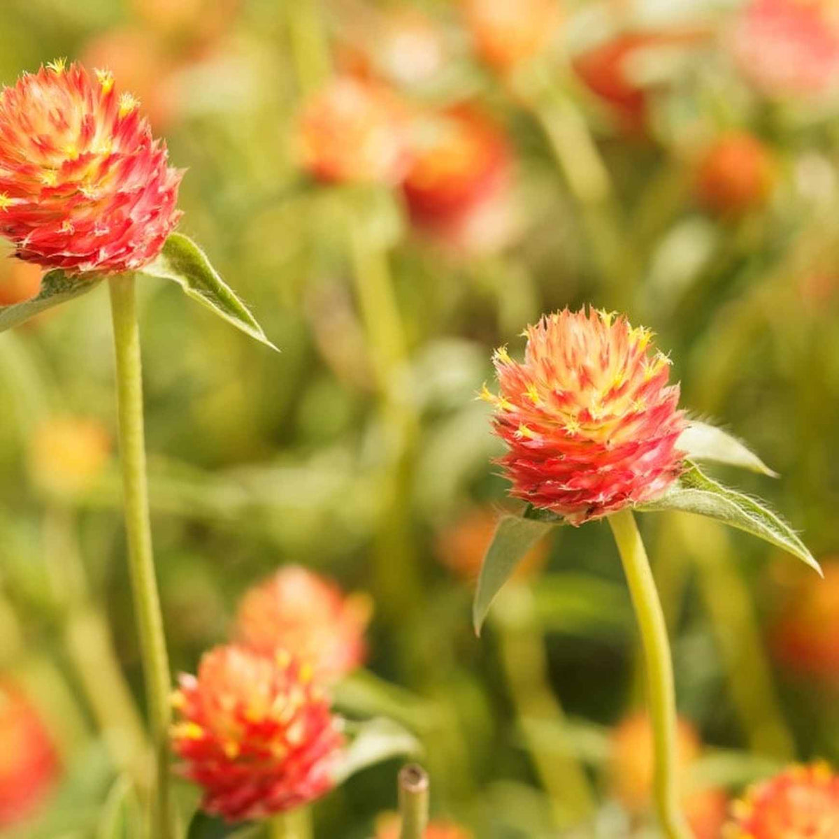 Almanac Planting 'Mandarin Orange' Gomphrena (Gomphrena haageana '﻿﻿Mandarin Orange') flowering together in a field