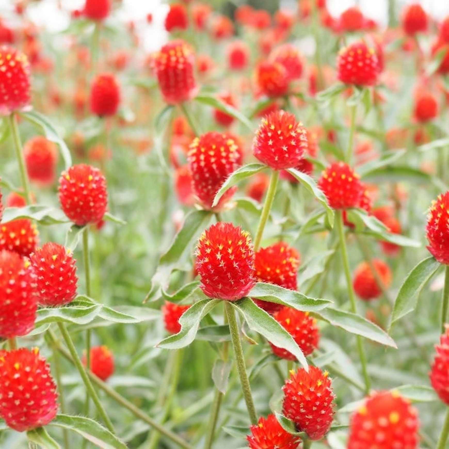 gomphrena strawberry fields seeds Gomphrena 'Strawberry Fields'