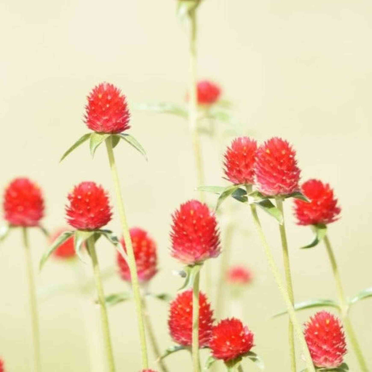 Almanac Planting Co 'Strawberry Fields' Gomphrena (Gomphrena haageana '﻿﻿Strawberry') in flower growing in a field