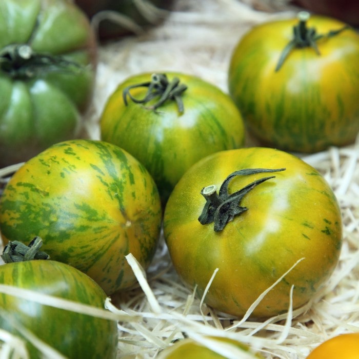 Almanac Planting Green Zebra Tomato (Solanum lycopersicum) fruit together in a basket with bedding