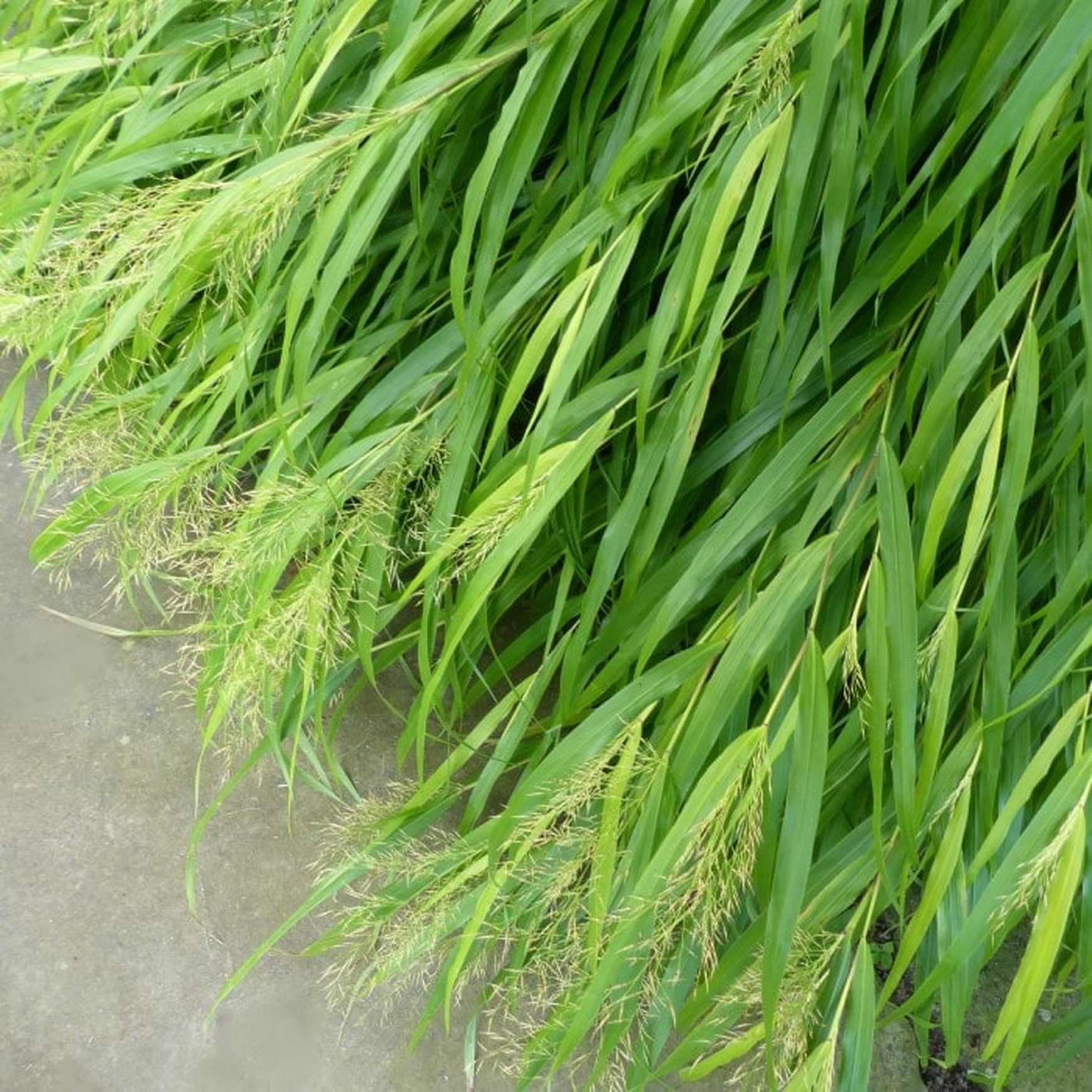 Almanac Planting Co Hakone Grass (Hakonechloa macra). A top shot of a bright green grass in flower. Half of the Hakone Grass is over a garden and the other half is growing over a concrete walkway.