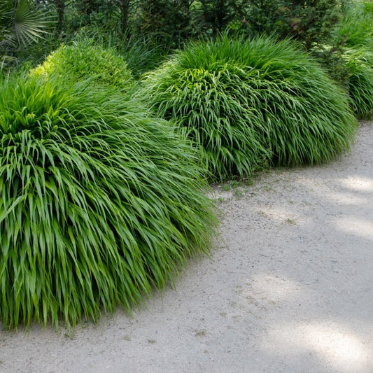 Almanac Planting Co Hakone Grass (Hakonechloa macra). A group of large grasses growing next to a walkway. 