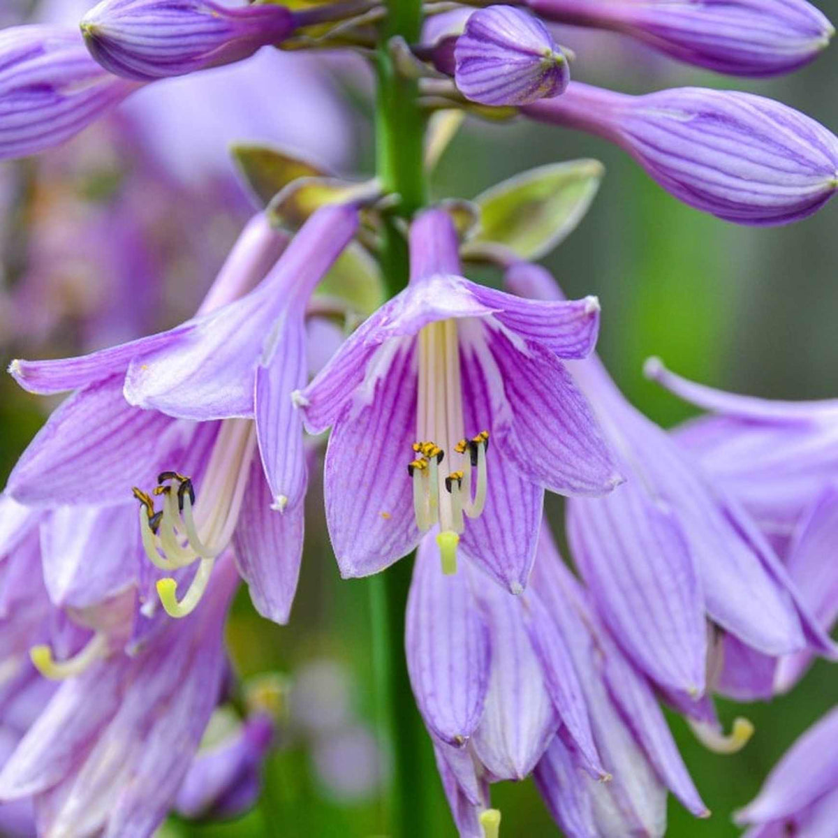Almanac Planting Co Hosta ventricosa blooms of white and purple. 