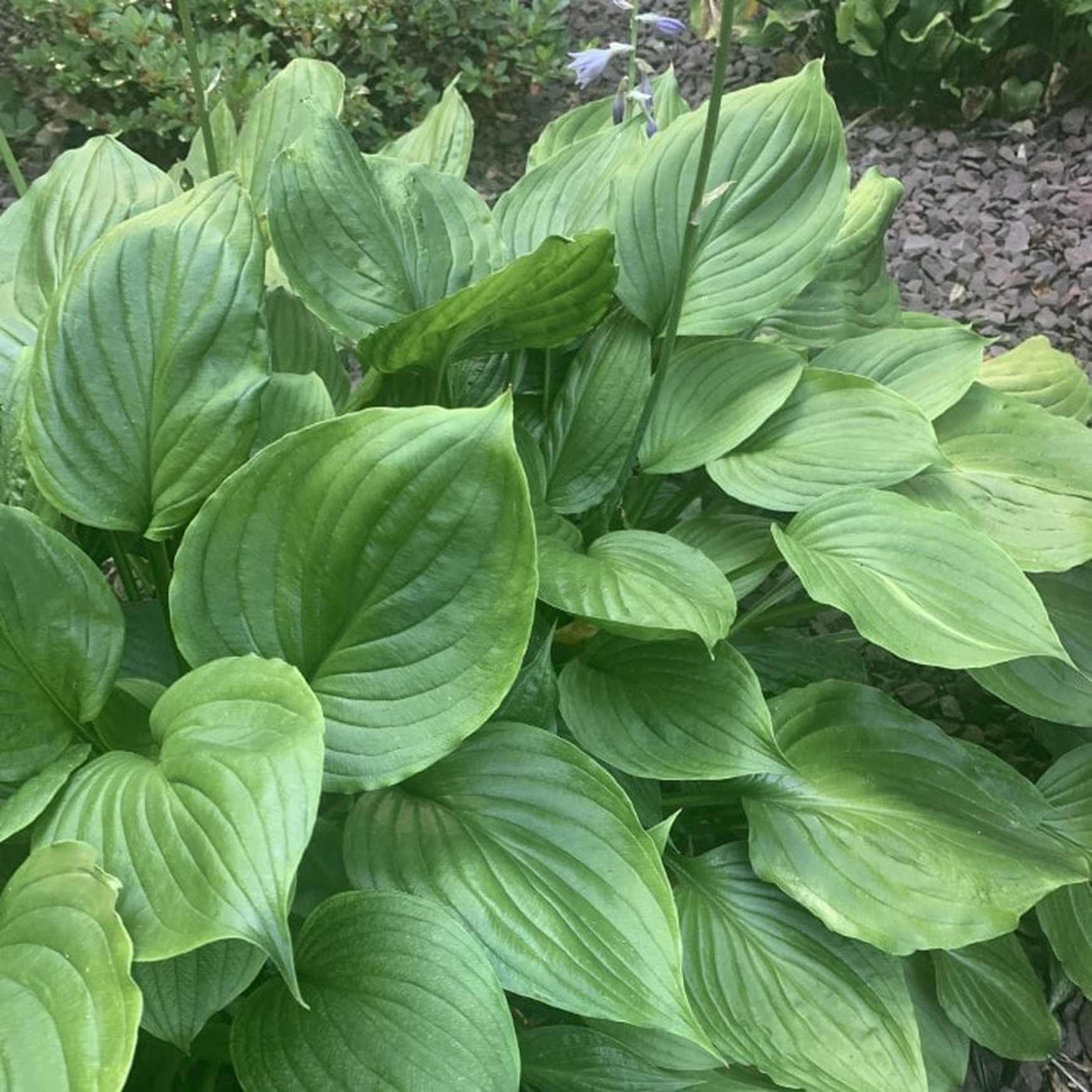 Almanac Planting Co Hosta ventricosa foliage.
