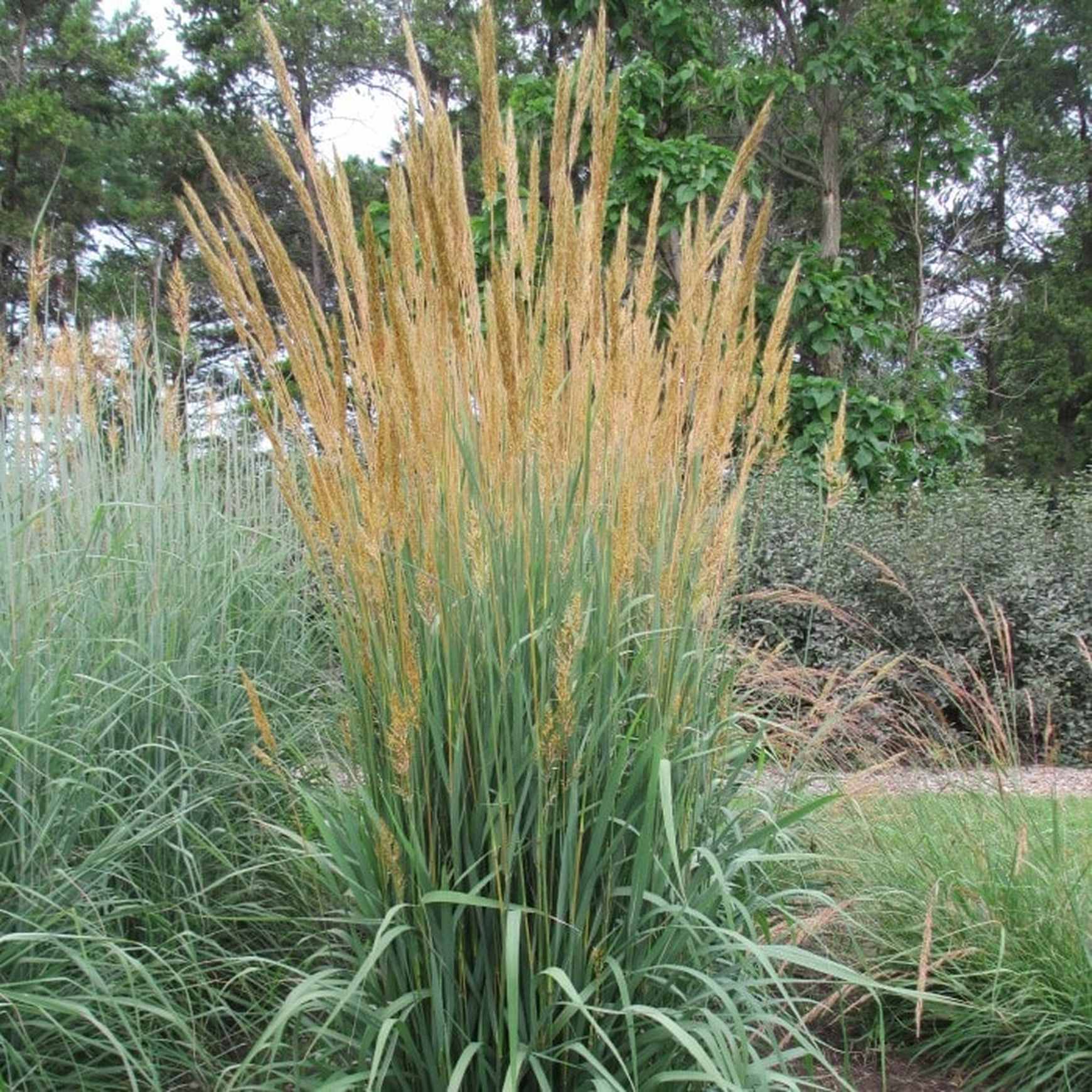 Almanac Planting Co: This mature stand of Sorghastrum nutans (Indiangrass) showcases its golden plumes rising above blue-green foliage. A striking native grass that brings vertical structure, fall color, and wildlife value to any landscape.