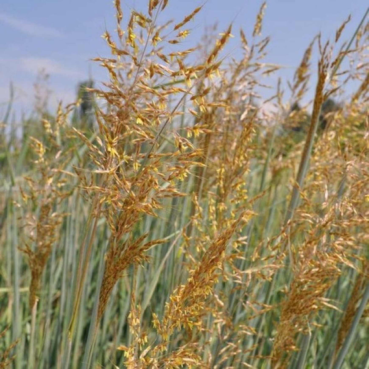 Almanac Planting Co: A close-up of Sorghastrum nutans (Indiangrass) reveals its golden seed heads shimmering in the sun. Known for its graceful texture and movement, it adds late-season beauty to native meadows and pollinator gardens.
