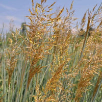 Almanac Planting Co: A close-up of Sorghastrum nutans (Indiangrass) reveals its golden seed heads shimmering in the sun. Known for its graceful texture and movement, it adds late-season beauty to native meadows and pollinator gardens.