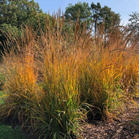 Almanac Planting Co: Sorghastrum nutans (Indiangrass) turns brilliant shades of amber and gold in fall. This hardy native grass provides four-season interest and natural elegance for low-maintenance garden designs.