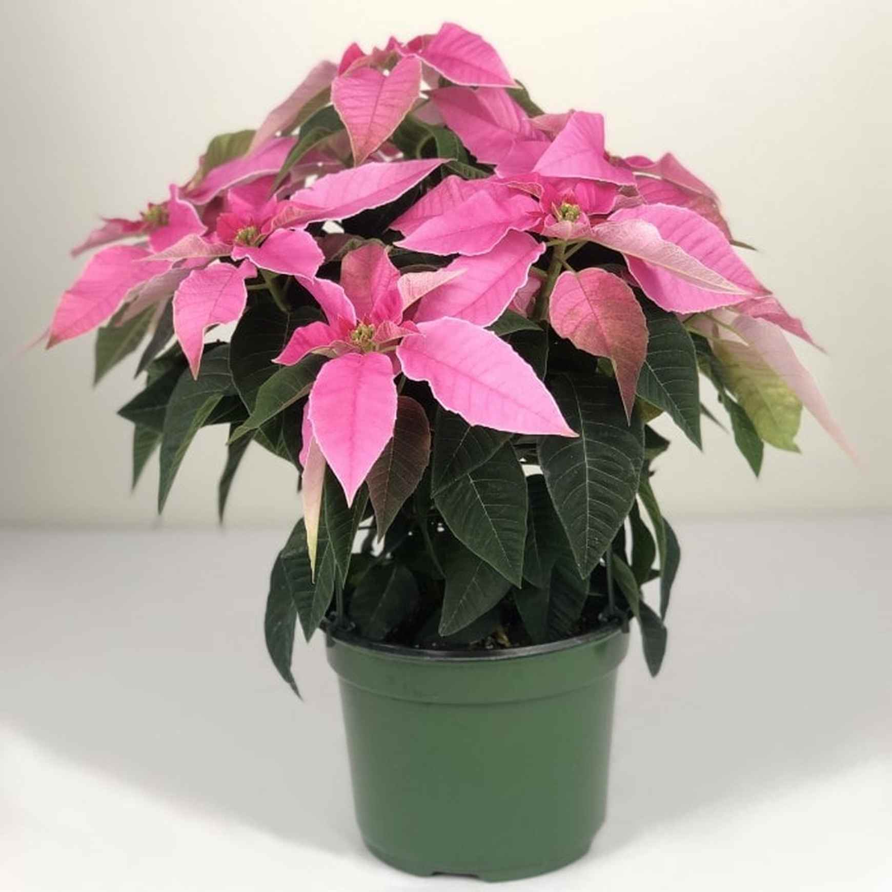 hot pink plant pot Hot Pink Poinsettia |J 'Adore Pink Poinsettia – Almanac Planting Co