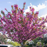 Almanac Planting Co Japanese Flowering Cherry Tree (Prunus serrulata 'Kwanzan'). The tree is in flower and is covered in blooms of pink. 