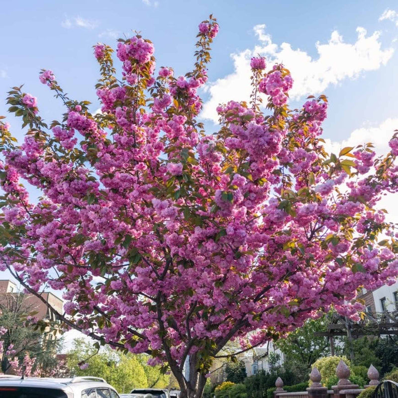 Japanese Flowering Cherry Tree (Kwanzan)