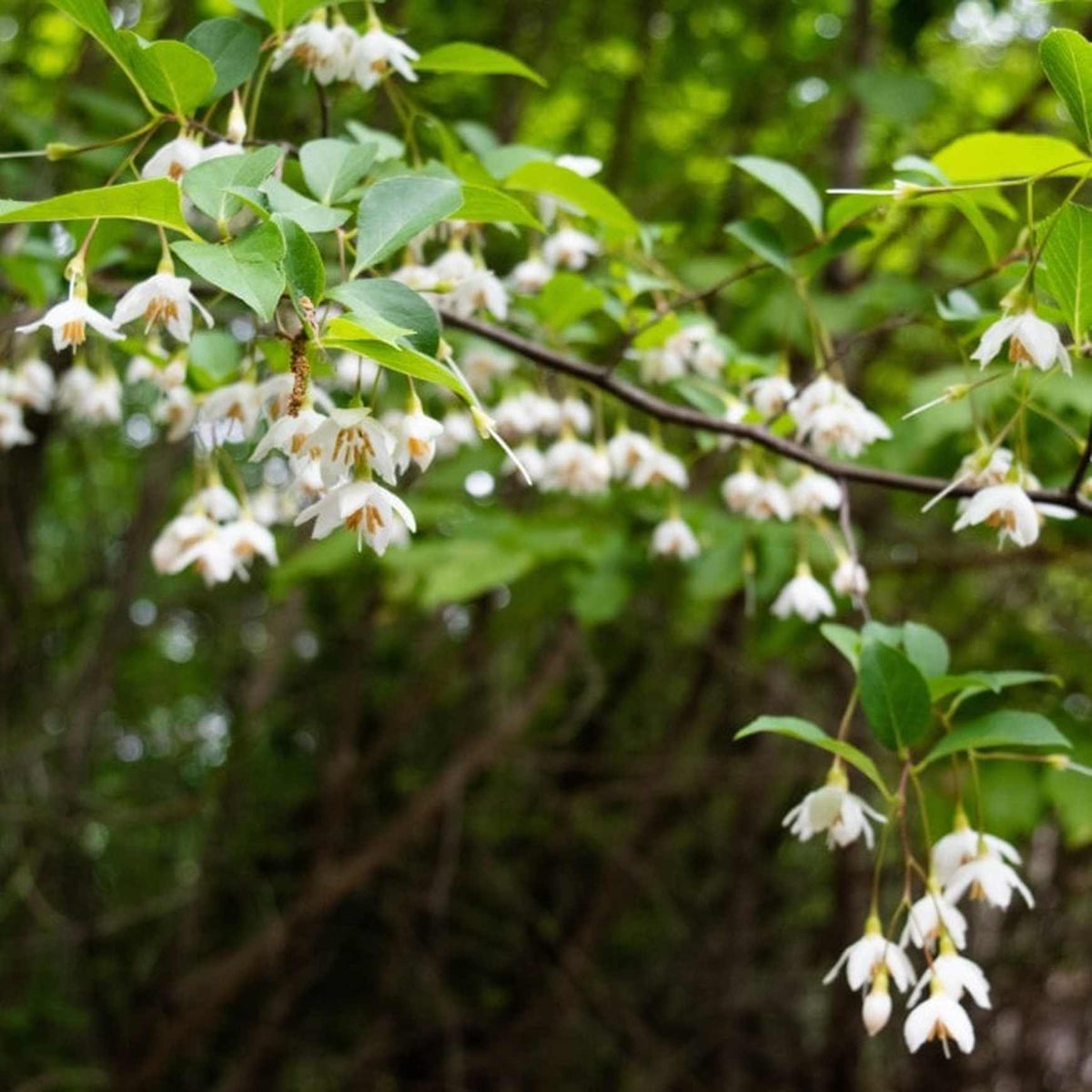 Almanac Planting Co Japanese Snowbell Tree (Styrax japonicus). A side image of a branch with green leaves and clusters of white flowers hanging below the branch. The background is blurred green vegetation. 