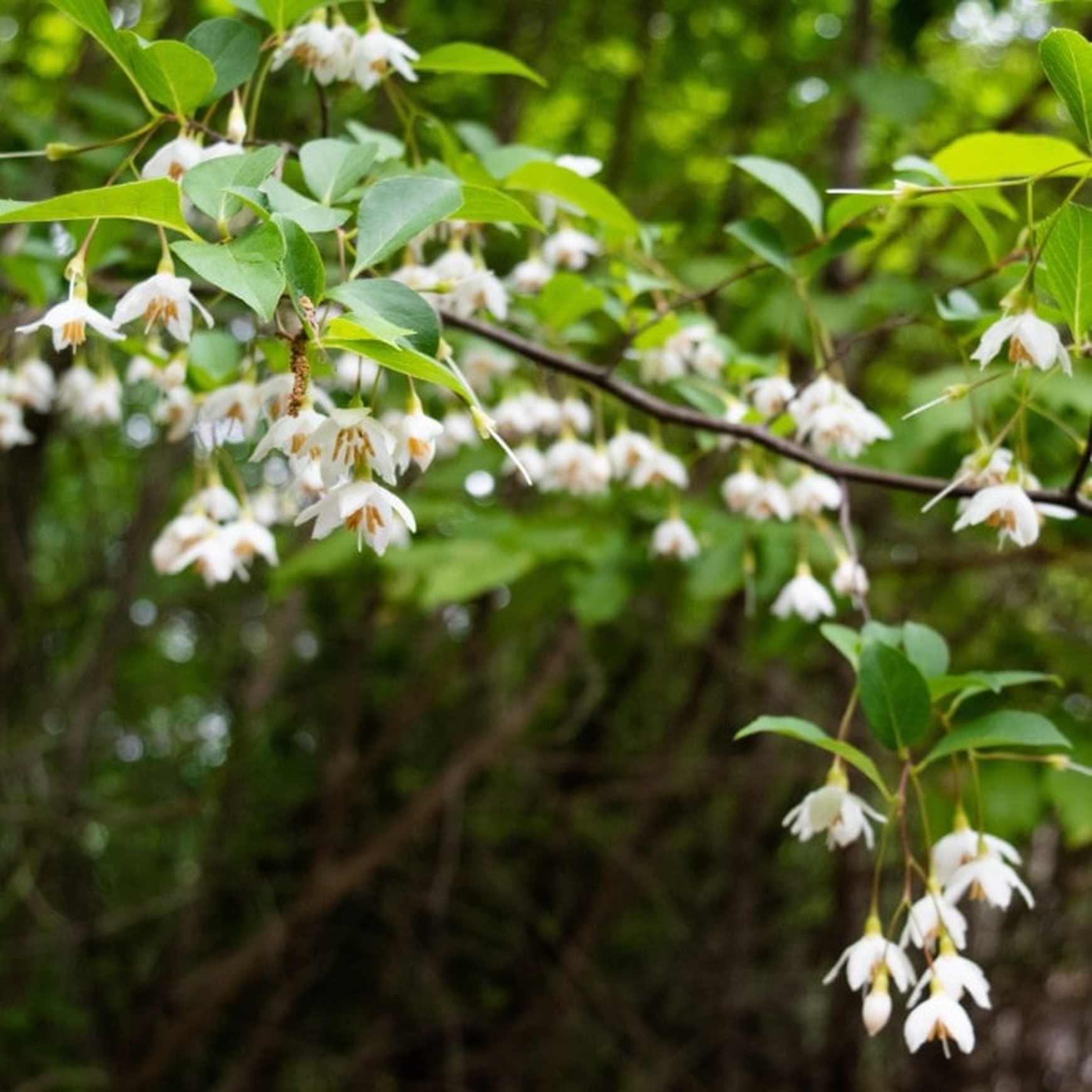 Almanac Planting Co Japanese Snowbell Tree (Styrax japonicus). A side image of a branch with green leaves and clusters of white flowers hanging below the branch. The background is blurred green vegetation. 