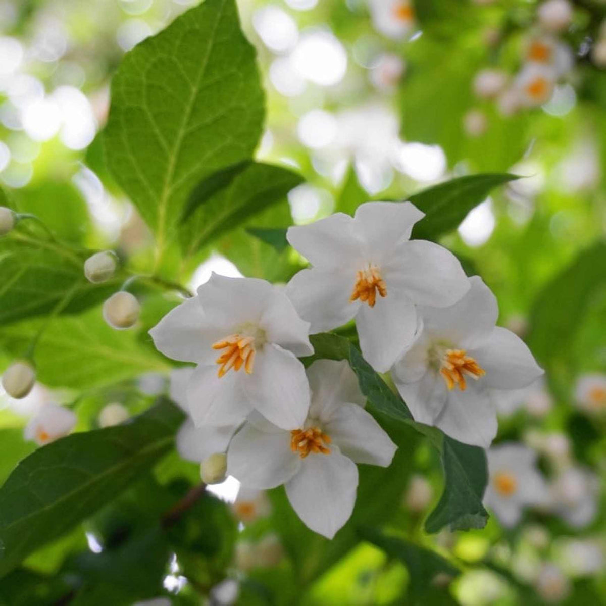 Almanac Planting Co Japanese Snowbell Tree (Styrax japonicus). A close up image of a clump of blooms. The blooms are white with yellow centers. 