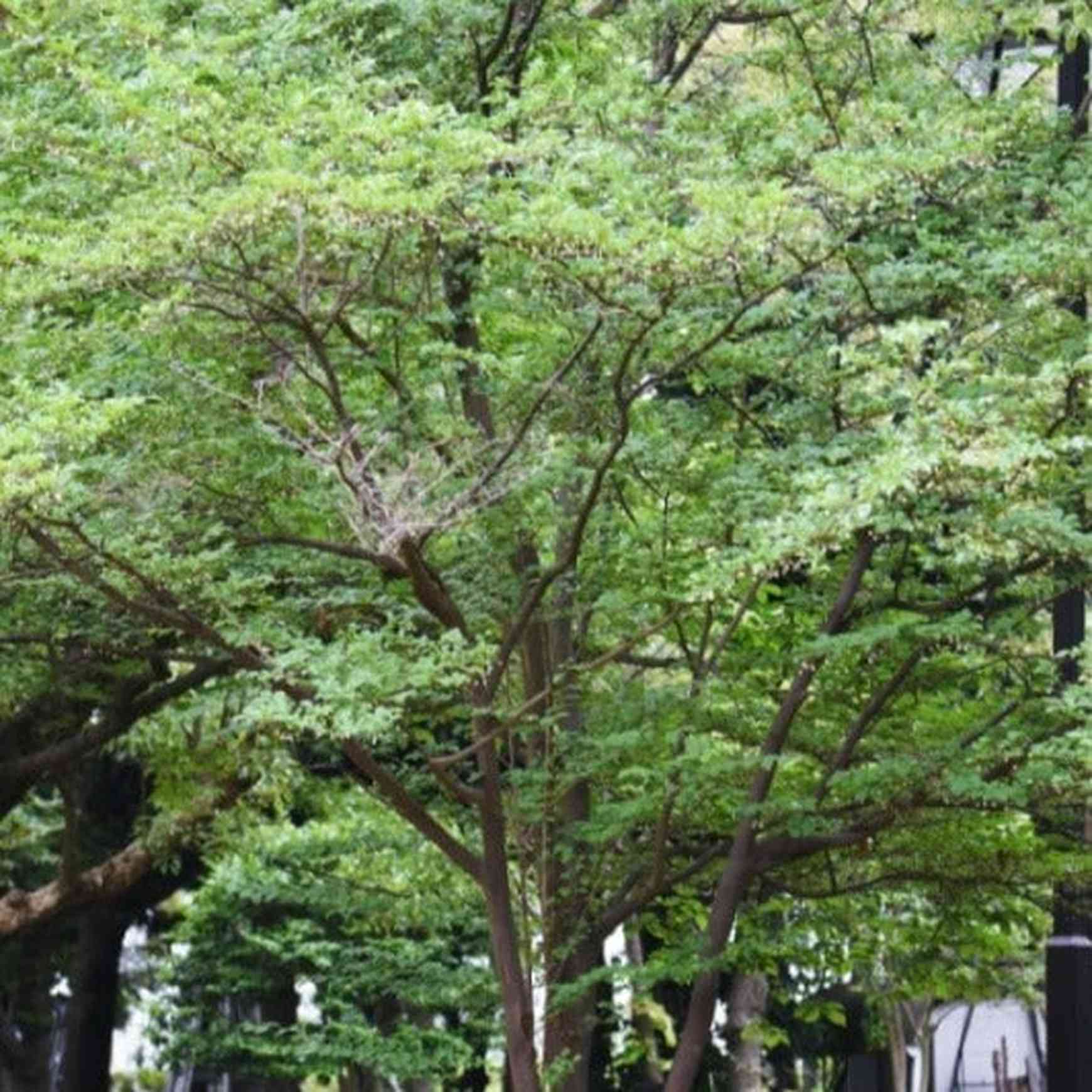 Almanac Planting Co Japanese Snowbell Tree (Styrax japonicus).  A mature tree viewed from a distance. 