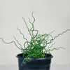 Almanac Planting Co Corkscrew Rush (Juncus effusus 'Spiralis' aka 'Twister') in a 6" Pot
