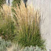 Almanac Planting Co Feather Reed Grass 'Karl Foerster' (Calamagrostis x acutiflora 'Karl Foerster') in bloom growing against the side of a building