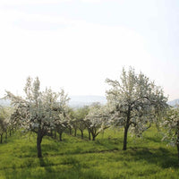Almanac Planting Co Kieffer Pear Tree (Pyrus communis 'Kieffer'). An orchard full of blooming pear trees! 