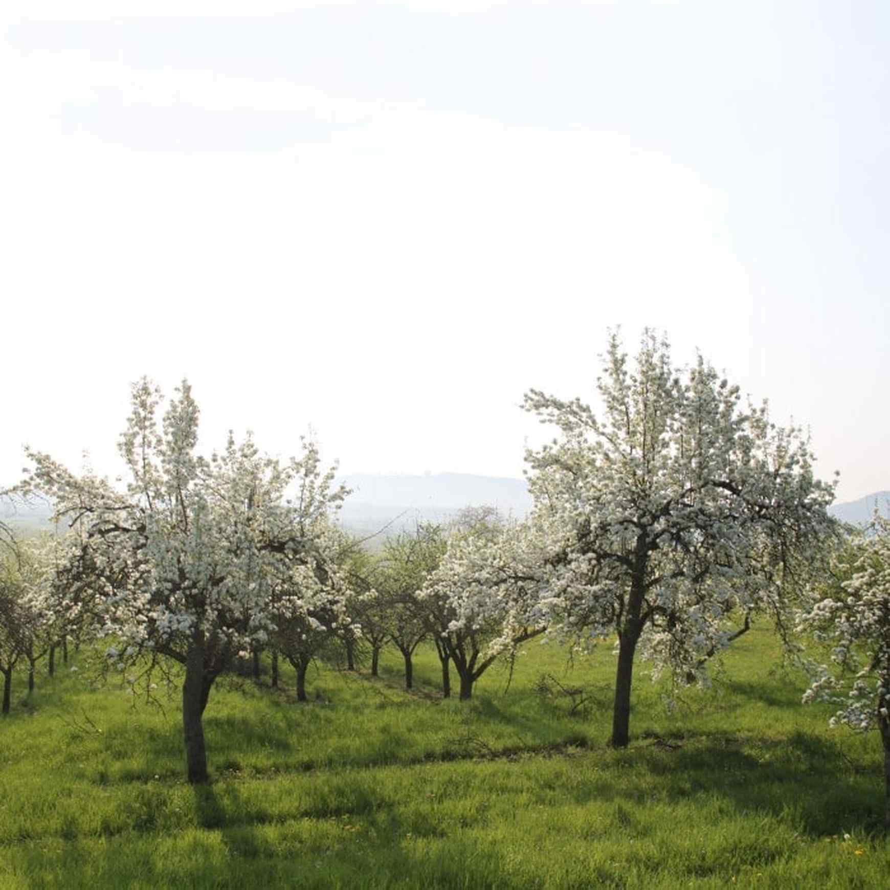 Almanac Planting Co Kieffer Pear Tree (Pyrus communis 'Kieffer'). An orchard full of blooming pear trees! 