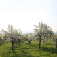 Almanac Planting Co Kieffer Pear Tree (Pyrus communis 'Kieffer'). An orchard full of blooming pear trees! 