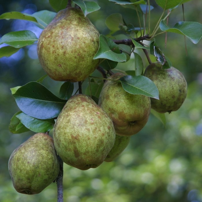 Almanac Planting Co Kieffer Pear Tree (Pyrus communis 'Kieffer'). A bunch of ripe pears hanging off a branch of a tree. 