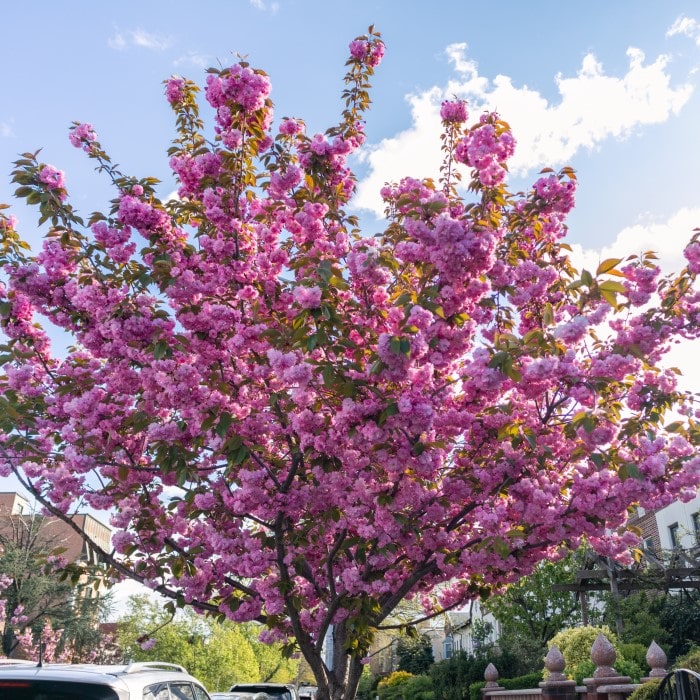 Almanac Planting Co Japanese Flowering Cherry Tree (Prunus serrulata 'Kwanzan'). The tree is in flower and is covered in blooms of pink. 