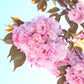  Almanac Planting Co Japanese Flowering Cherry Tree (Prunus serrulata 'Sekiyama'). A close up image of a massive double pink bloom! 
