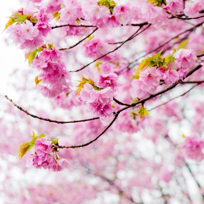 Almanac Planting Co Japanese Flowering Cherry Tree (Prunus serrulata 'Kanzan'). A close up side image of huge pink blooms! 