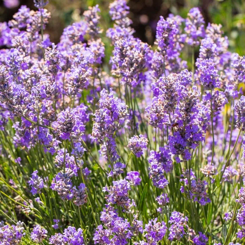 sensational lavender plant care Lavender Plant
