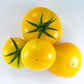 Almanac Planting Co Lemon Boy Hybrid Tomato. A group of four golden yellow tomatoes sitting at the front of the image. The tomatoes are slightly stacked on top of one another, and their stems are still slightly attached. The background is a light gray.