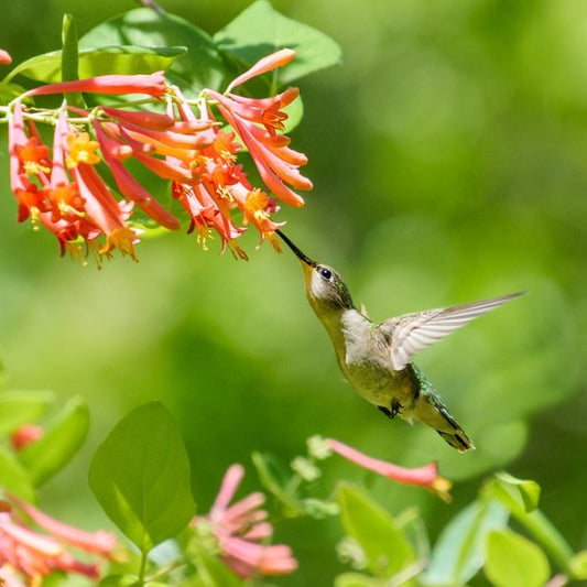 Almanac Planting Co Honeysuckle Vine 'Magnifica' in bloom with a hummingbird feeding from it