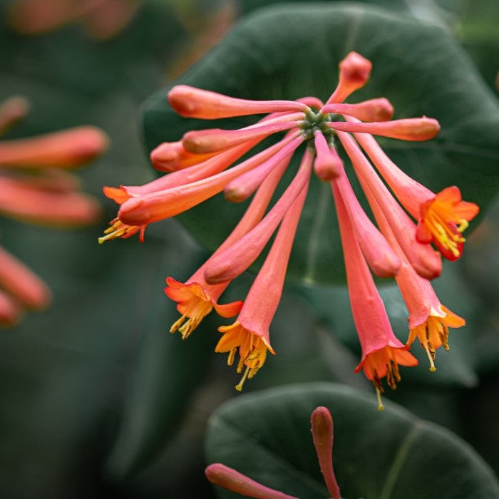 Almanac Planting Co Honeysuckle Vine 'Major Wheeler' in bloom (A close up of a reddish orange and yellow bloom with greenish blue leaves in the background)