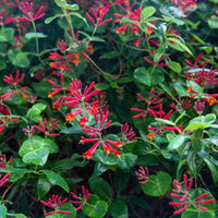 Almanac Planting Co Honeysuckle Vine 'Major Wheeler' in bloom (a zoomed out shot of most of the coral honeysuckle plant