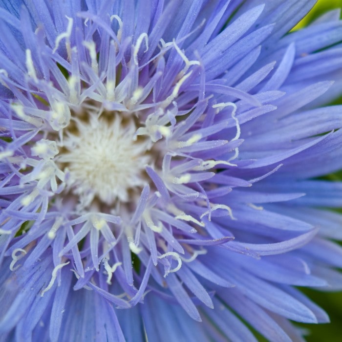 Almanac Planting Co Stokes' Aster 'Mels Blue' (Stokesia laevis 'Mel's Blue'). A close up of a light baby blue flower with a white center.