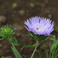 Almanac Planting Co Stokes' Aster 'Mels Blue' (Stokesia laevis 'Mel's Blue'). Growing in a garden in bloom with another unopened flower in the background.