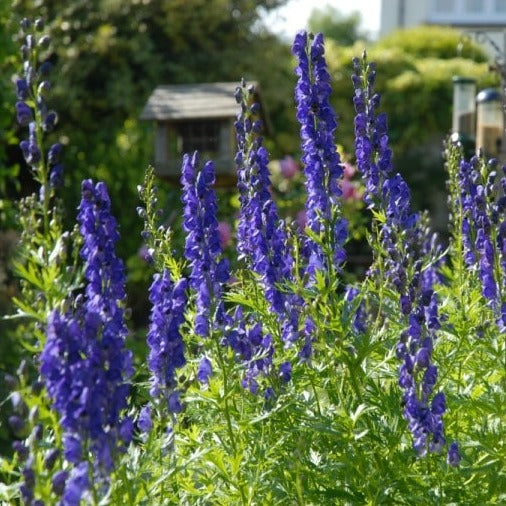 Almanac Planting Wolfsbane (Monkshood) (Aconitum napellus). A cluster of plant stalks with bluish-purple flowers in the middle of a flower garden.