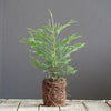 Full Speed A Hedge® ‘American Pillar’ Arborvitae
