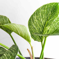 Almanac Planting Co Birkin Philodendron (Philodendron 'Birkin') side view of foliage