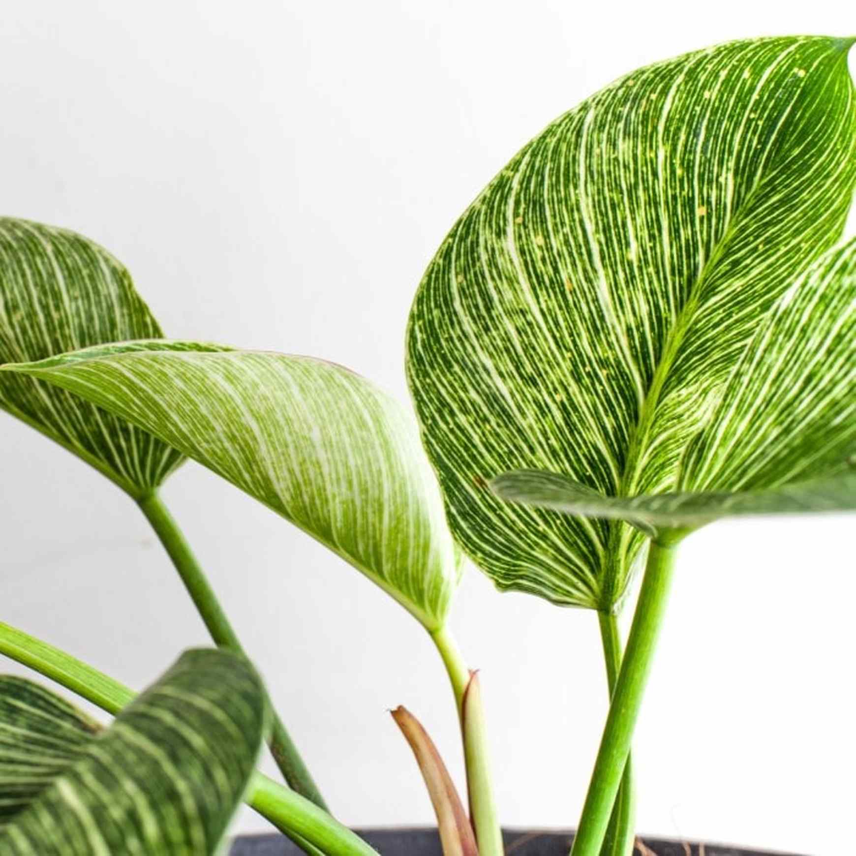 Almanac Planting Co Birkin Philodendron (Philodendron 'Birkin') side view of foliage