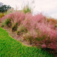 Almanac Planting Co Pink Muhly Grass (Muhlenbergia capillaris) growing on a raised flower bed in a grass lawn