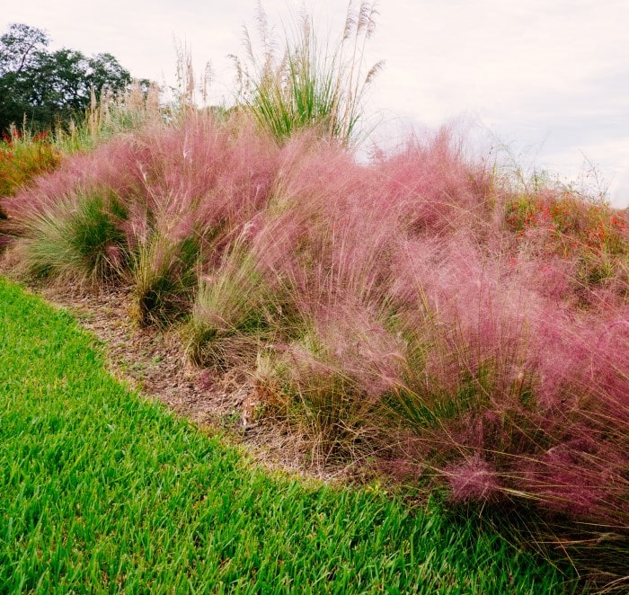 Almanac Planting Co Pink Muhly Grass (Muhlenbergia capillaris) growing on a raised flower bed in a grass lawn