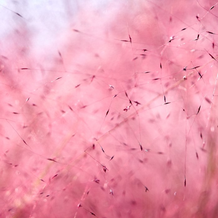 Almanac Planting Co Pink Muhly Grass (Muhlenbergia capillaris) Close Up of Pink Tops