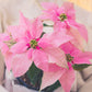 J'Adore Pink Poinsettia