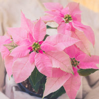 Almanac Planting Co J'Adore Pink Poinsettia top image. The bright pink blooms are the focal point. The background is a white, crinkled bed sheet. 