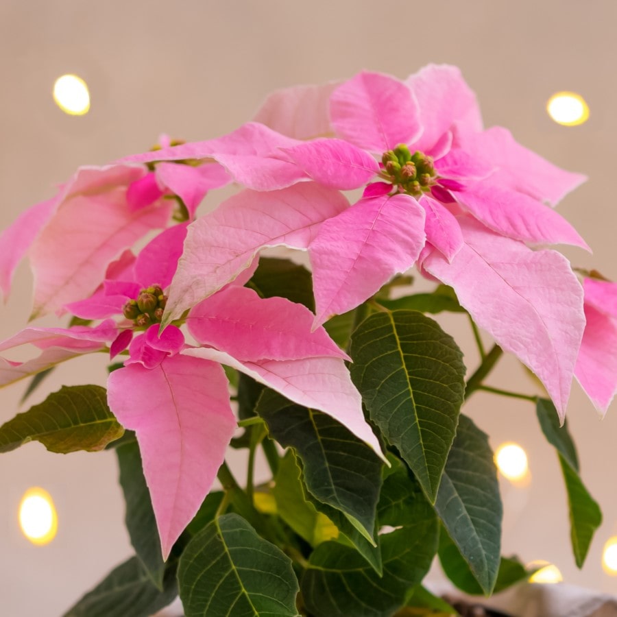 Almanac Planting Co J'Adore Pink Poinsettia side image. There are bright pink bracts and deep green foliage. The background is tan.