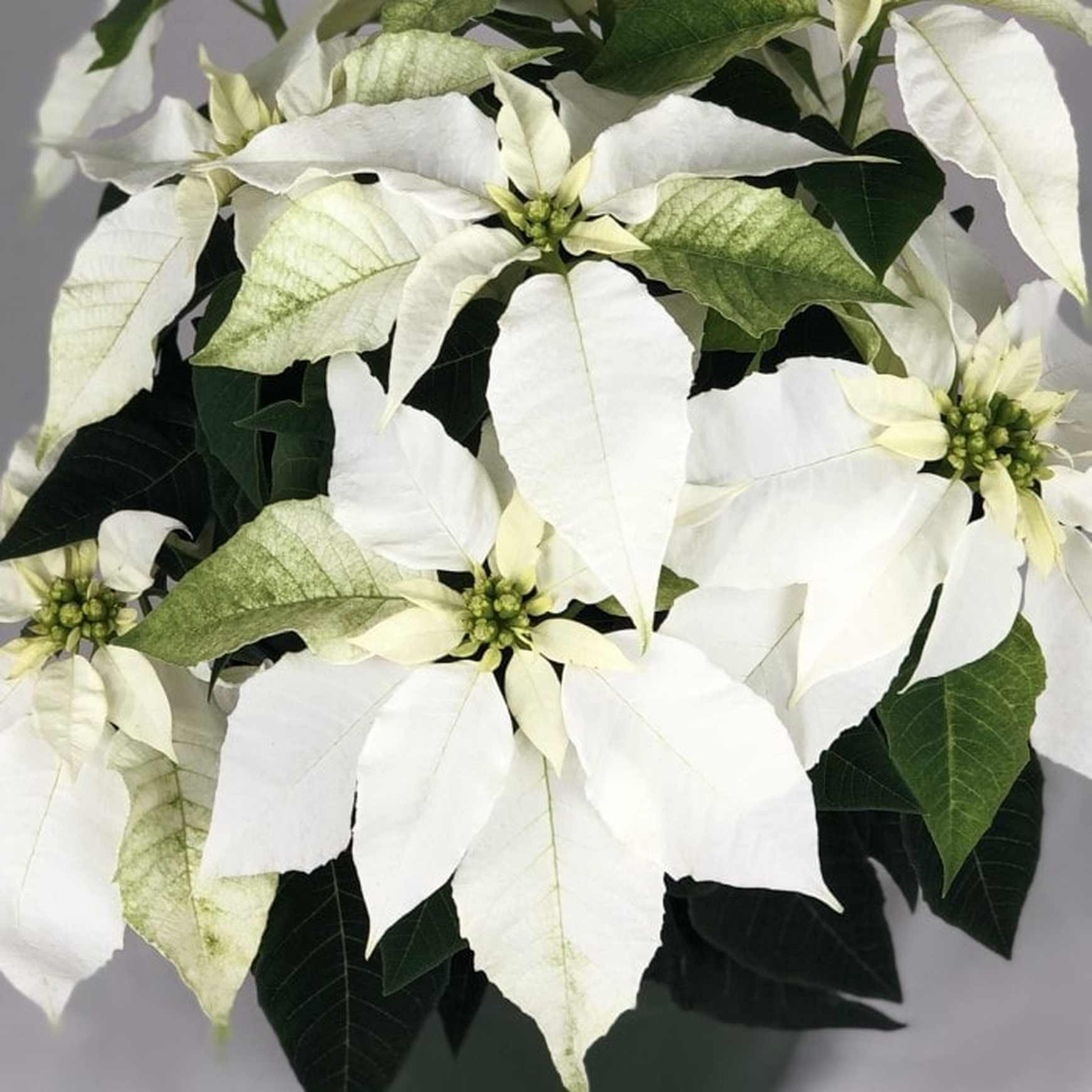 Almanac Planting Pure White Poinsettia. Close Up Side Image of Foliage. 