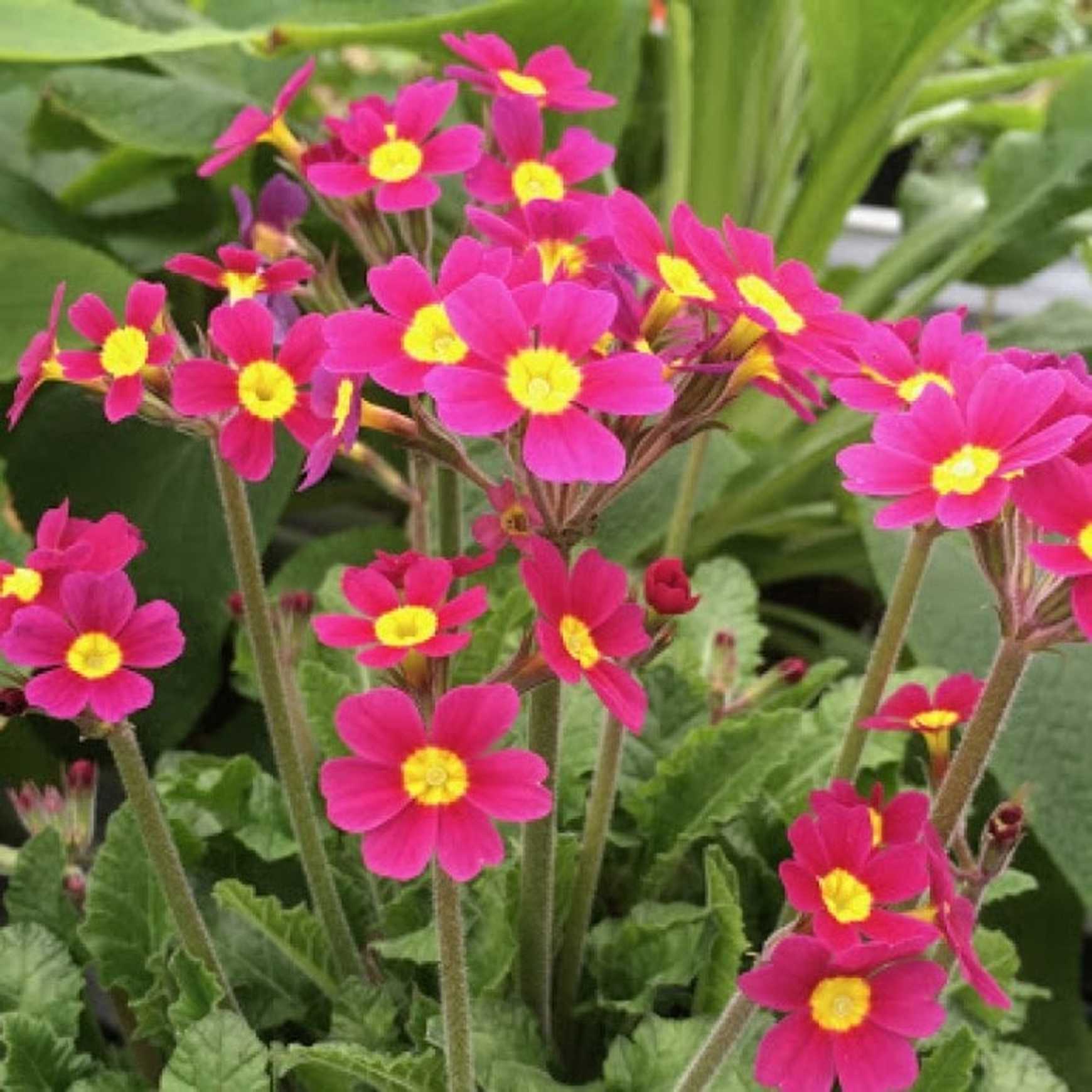 Almanac Planting Co Primrose 'Oakleaf Magenta' (Primula vulgaris ‘Oakleaf Magenta’) red and yellow blooms growing atop of long stems, with a background of live plants